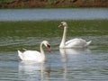 Beautiful pair of white swans on the lake Royalty Free Stock Photo