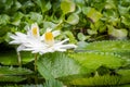 White tropical water lilies in a pond Royalty Free Stock Photo
