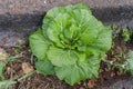 Beautiful Pak Choi Plant