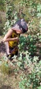 Beautiful Pakistani little girl picking cotton in field with cultural dress green environment Royalty Free Stock Photo