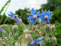 Beautiful pale blue flowers of a medicinal plant borage, close-up. A plant with bristly or hairy all over the stems and leaves Royalty Free Stock Photo