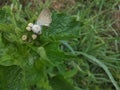 Beautiful Pale Grass Blue Butterfly on the Flowers Royalty Free Stock Photo