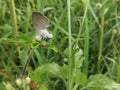 Beautiful Pale Grass Blue Butterfly on the Flowers Royalty Free Stock Photo