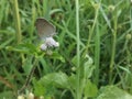Beautiful Pale Grass Blue Butterfly on the Flowers Royalty Free Stock Photo