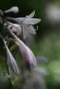 beautiful pale lilac hosta flower