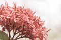 Beautiful pale orange red pink tropical flower blooming bud macro wallpaper Royalty Free Stock Photo