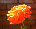 Beautiful pale orange rose on the background of a brick set Royalty Free Stock Photo