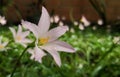 Beautiful pale pink flower. Rain lily, Zephyranthes. Ornamental garden. Royalty Free Stock Photo