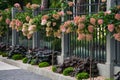 Beautiful pale pink hydrangea flowers in a city park