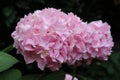 Pale pink Hydrangea macrophylla flowers Royalty Free Stock Photo