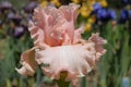 Tall bearded iris, Bursting bubbles