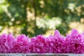 Beautiful pale pink peonies onnature green background. Royalty Free Stock Photo