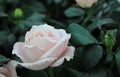 Beautiful pale pink/white roses and buds.