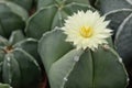 A beautiful pale yellow cactus flower Royalty Free Stock Photo