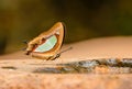 Beautiful Pallid Nawab butterfly eat mineral in nature