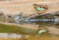 Beautiful The Pallid Nawab butterfly eat mineral in nature Royalty Free Stock Photo