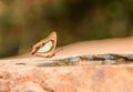 Beautiful Pallid Nawab butterfly eat mineral in nature Royalty Free Stock Photo