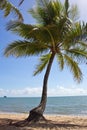Australia, Queensland, Palm Cove, palm beach Royalty Free Stock Photo