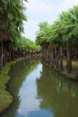 Ã Â¸ÂºBeautiful Palm garden and canal Royalty Free Stock Photo