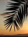 Beautiful palm on a great sunset