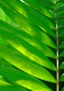 Beautiful palm leaf