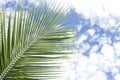 Beautiful palm leaf of coconut tree on a background of clear blue sky Royalty Free Stock Photo