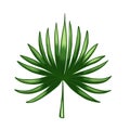 Beautiful palm leaf, great design for any purposes