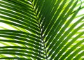 Beautiful palm leaf isolated Royalty Free Stock Photo