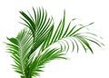 Beautiful palm leaf isolated Royalty Free Stock Photo