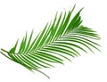 Beautiful palm leaf isolated Royalty Free Stock Photo