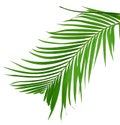 Beautiful palm leaf isolated Royalty Free Stock Photo