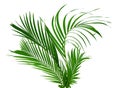 Beautiful palm leaf isolated Royalty Free Stock Photo