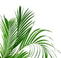 Beautiful palm leaf isolated Royalty Free Stock Photo