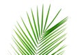 Beautiful palm leaf isolated on white background Royalty Free Stock Photo