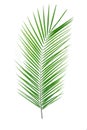 Beautiful palm leaf isolated on white background Royalty Free Stock Photo