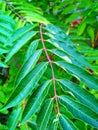 Palm leafs with red petiole