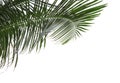 Beautiful palm leaves against sky. Tropical plant Royalty Free Stock Photo