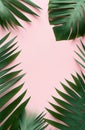 Beautiful palm leaves shaped as frame with copy space on pink background. Created with generative Ai