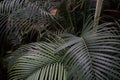 Beautiful palm leaves texture . Nature background Natural colors