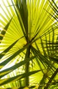 Beautiful palm leaves of tree in sunlight. Corypha lecontei