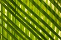 Beautiful palm leaves of tree in sunlight, cross pattern texture.