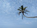 Beautiful palm with sky background of sri lankan photo