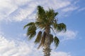 Beautiful palm tree against a blue cloudy sky Royalty Free Stock Photo