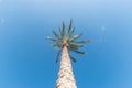 Beautiful palm tree against a blue sky. Nature background Royalty Free Stock Photo