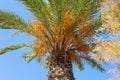 beautiful palm tree against clear blue sky. photo from below Royalty Free Stock Photo