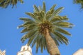 Beautiful palm tree againts clear blue sky and building in Tucson, Arizona Royalty Free Stock Photo