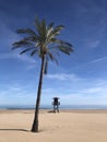 Beautiful palm tree on the beach