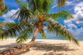 Beautiful palm tree on a beach at Praslin island, Seychelles