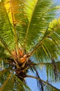 Beautiful palm tree with blue sky Royalty Free Stock Photo