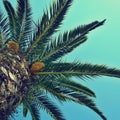 Beautiful palm tree with blue sky in background Royalty Free Stock Photo